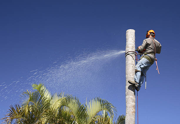 Trusted Verona Walk, FL Tree Services Experts