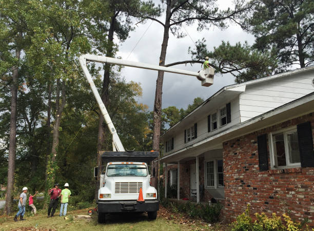 How Our Tree Care Process Works  in  Verona Walk, FL